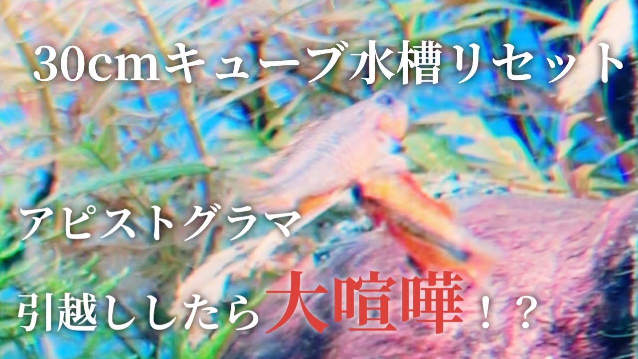 30cmキューブ水槽リセット アピストグラマ60cm水槽にお引越ししたら大