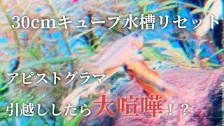30cmキューブ水槽リセット アピストグラマ60cm水槽にお引越ししたら大
