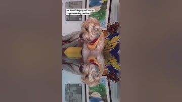 The Titanic Sacrifice 🐶 @TheJessiiShow #TheManniiShow.com/series