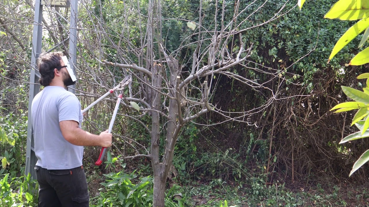 Asian Pear (Nashi) pruning - Exotic fruit tree care and trimming