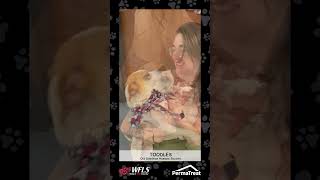 Permatreat Wet Nose Wednesday - Toodles