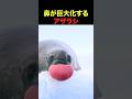 鼻が巨大化するアザラシ