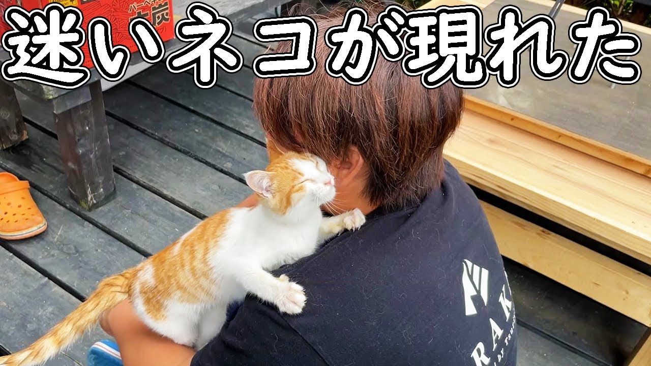 We rescued a cat that had wandered into Tsuriyoka House. - YouTube
