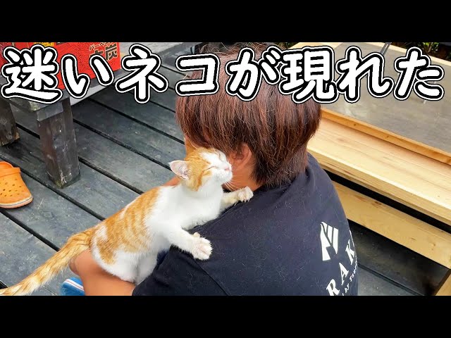 We rescued a cat that had wandered into Tsuriyoka House. - YouTube