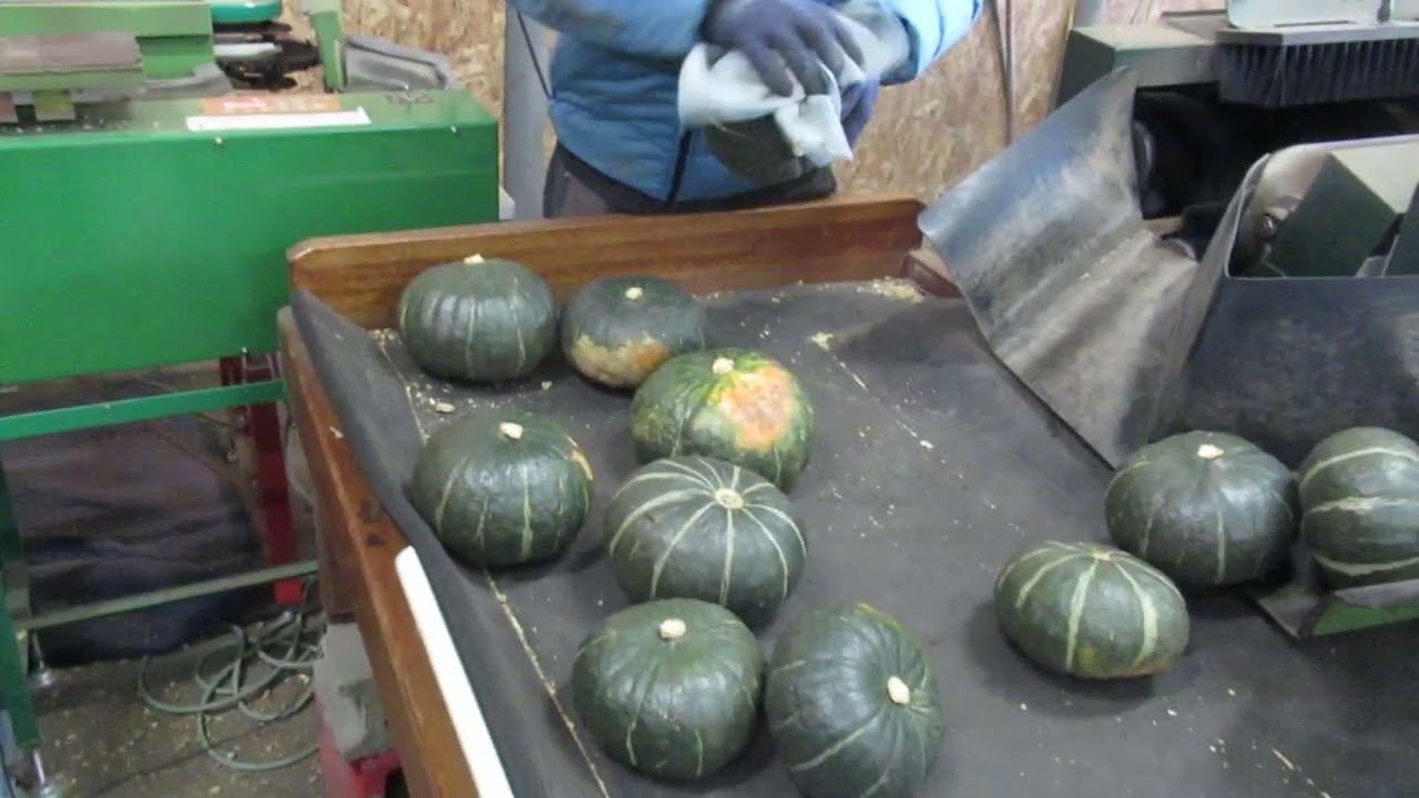 タスクファーム　南瓜選別作業