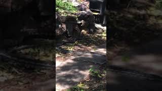 Big coastal carpet python visitor!!?π±ππ #shorts #animals #reptiles #snakes #pets #nature Profile