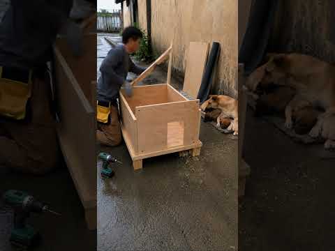 A Stray Mother Dog Finally Found a Safe Home for Her Puppies ❤️ | Heartwarming Rescue Story thumbnail