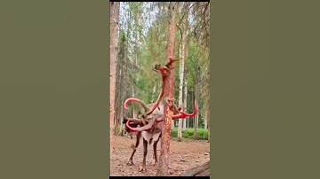 Rusa Mematahkan Tanduk nya