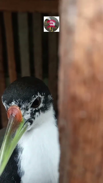 burung ruak ruak jantan
