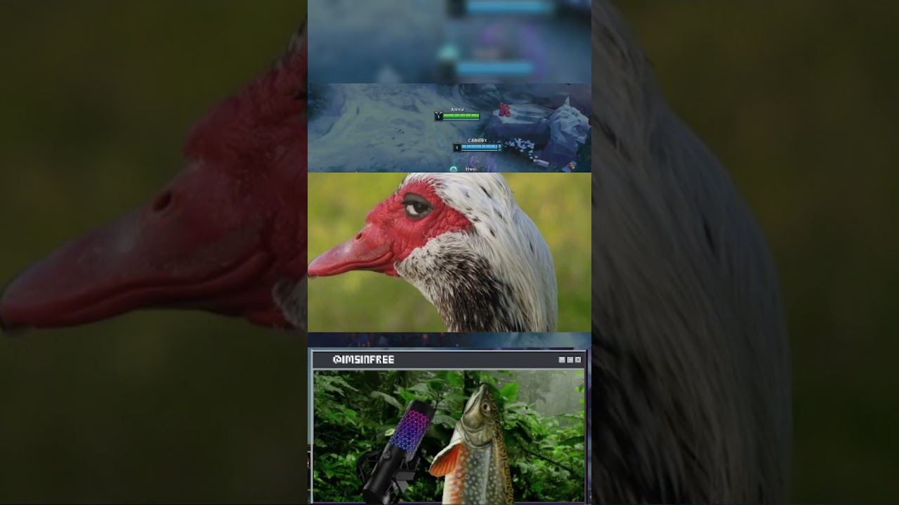 GAMEPLAY DE POMBA