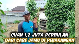 Dengan 80 Tajar Cabe Jamu, Bisa Dapat 1,2 Juta Perbulan Hanya Dari Pekarangan Rumah