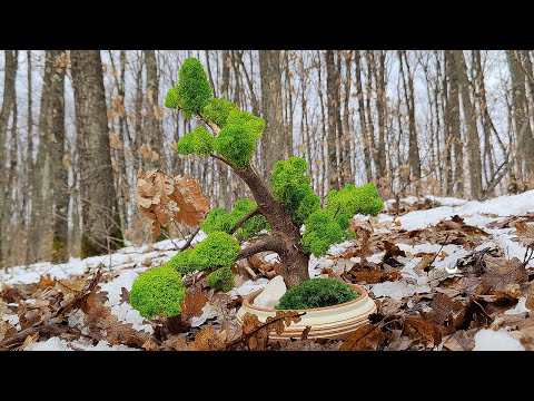 Video: Cum supraviețuiesc lichenii?