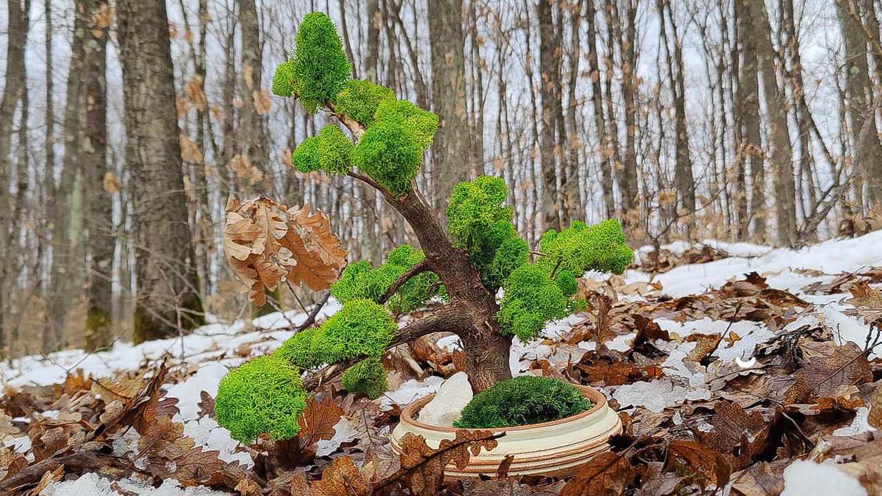CUM SA FACI UN BONSAI DIN LICHENI STABILIZATI | DIY