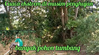 Download Lagu Cuaca ekstrem melanda, banyak pohon tumbang. MP3
