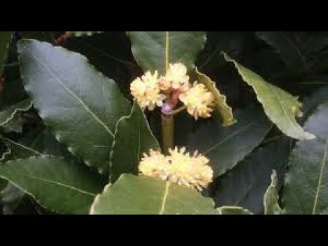 Bouturage laurier sauce
