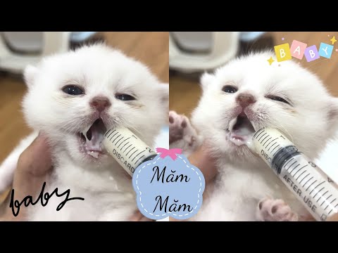 Video: 3 cách cho mèo uống sữa
