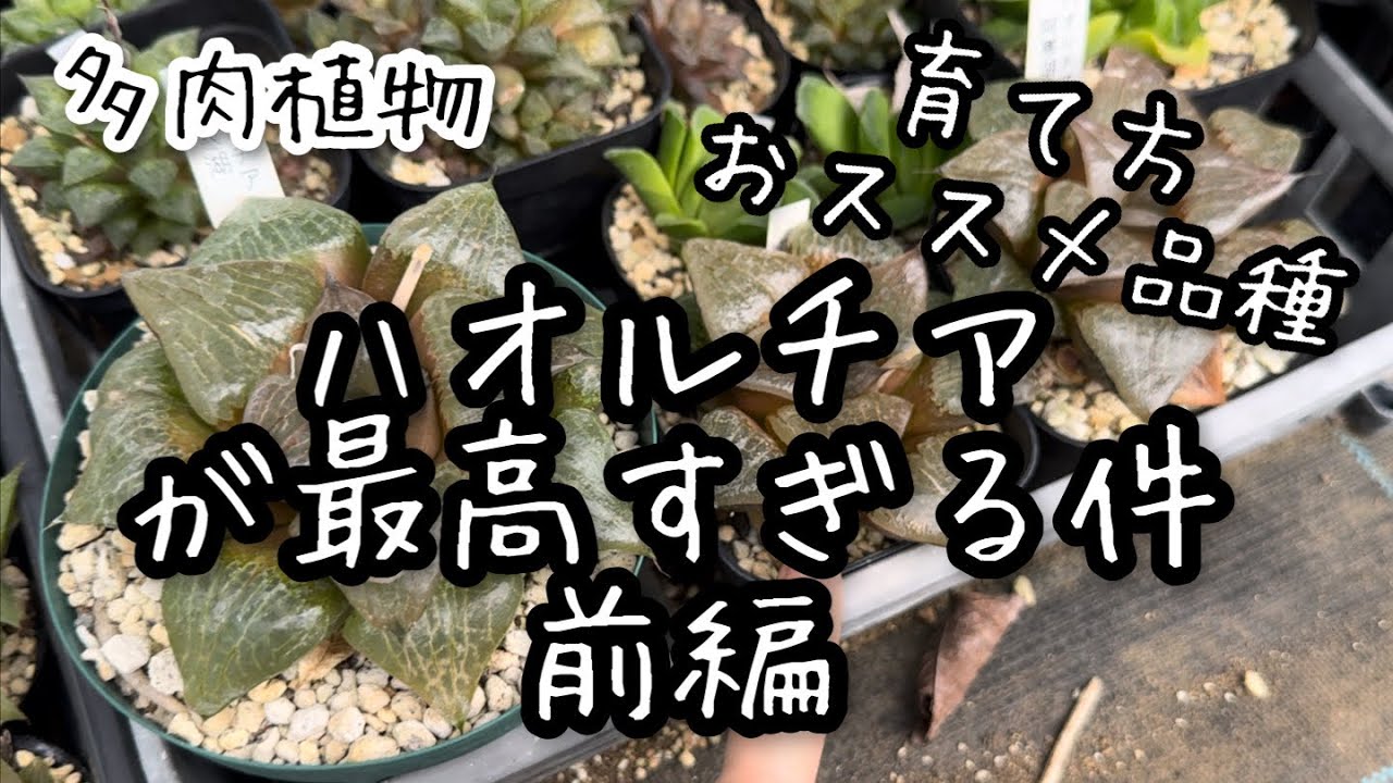 【多肉植物】2024ハオルチアのすすめ　前編
