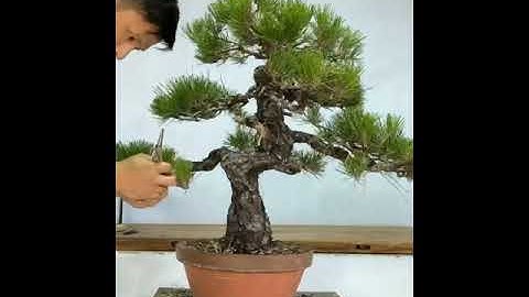 Tạo dáng cây thông đen trong 30 giây #2 │Transformation of a black pine bonsai Over 30 Second