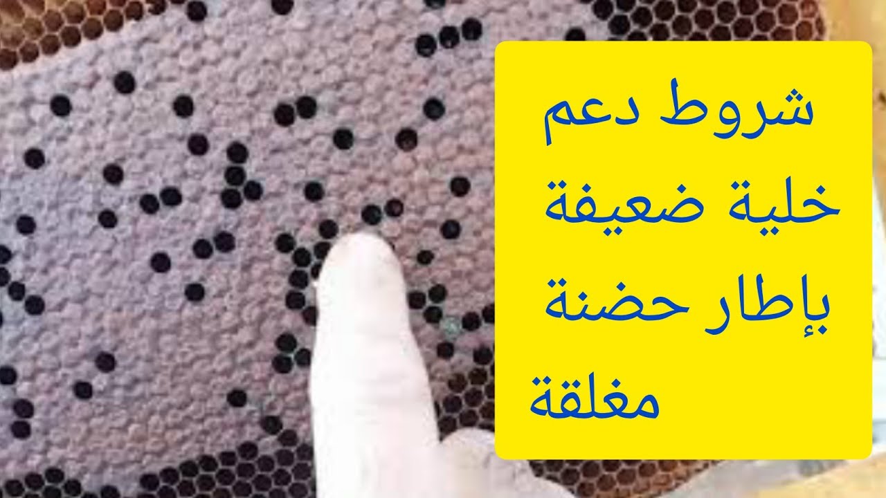 شروط دعم خلية ضعيفة بإطار حضنة مغلقة على وشك الفقس