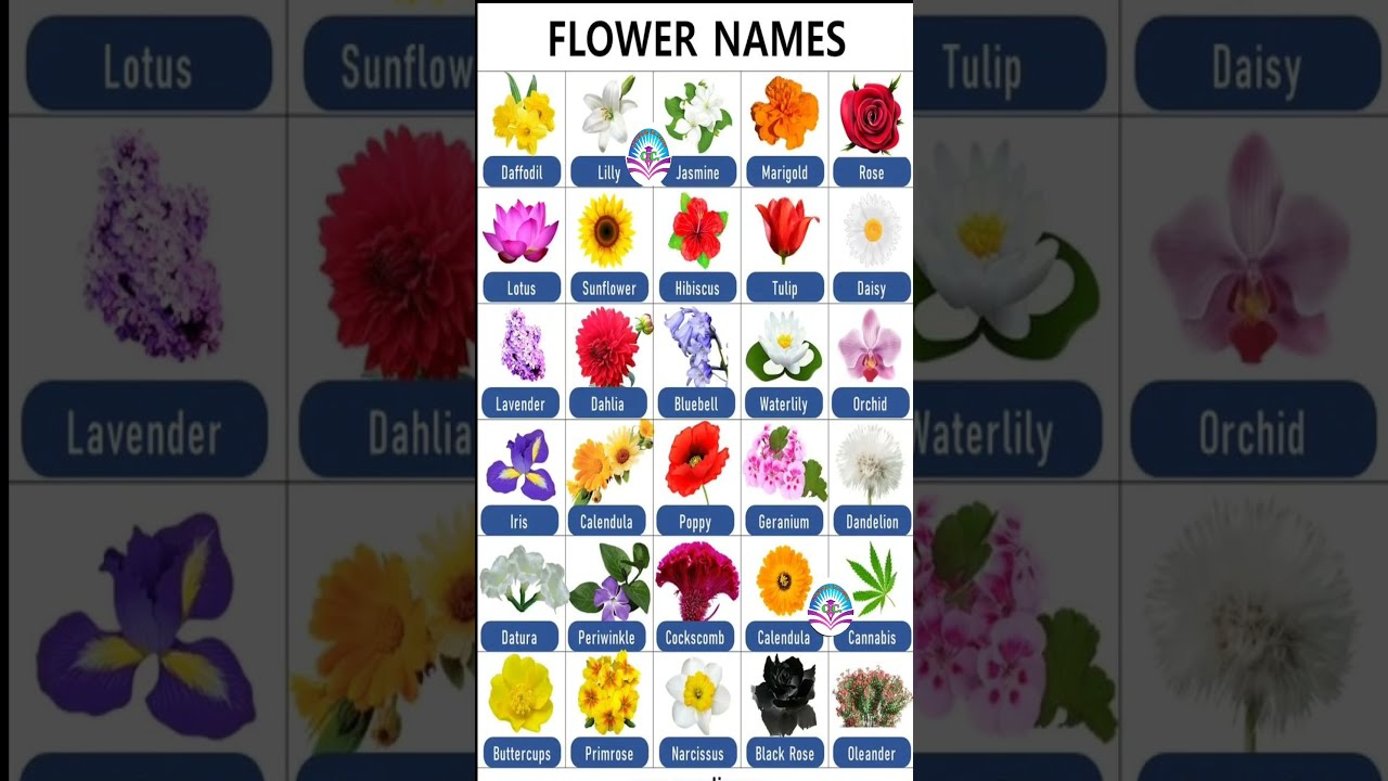 Most Important Words For Daily Use 30 Flowers Name In English Grammar