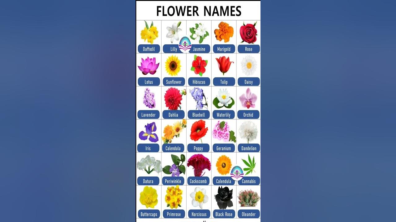 Most Important Words For Daily Use||30 Flowers Name In English||Flowers Name #grammar #flowers