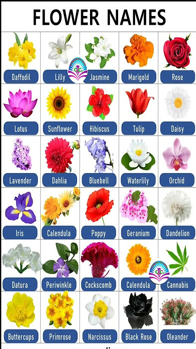 Most Important Words For Daily Use||30 Flowers Name In English||Flowers Name #grammar #flowers