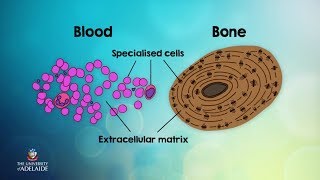 HumBio101x: Characteristics and functions