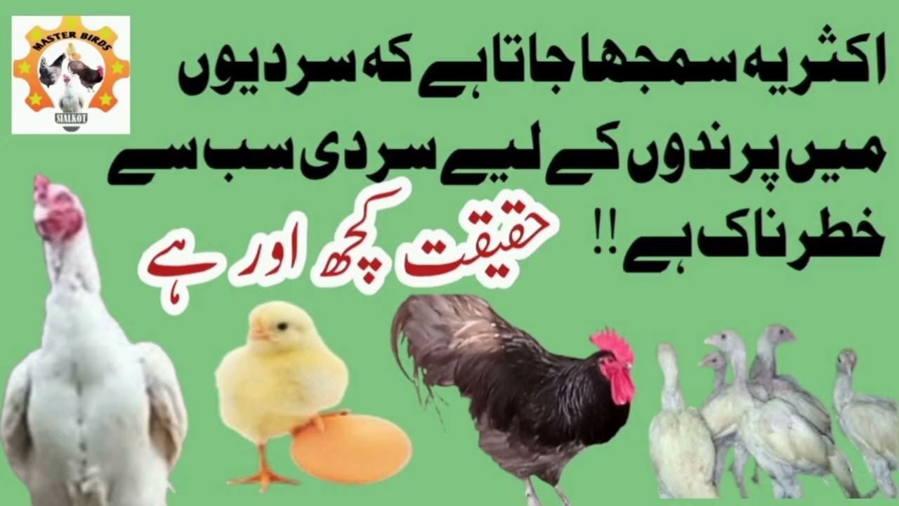 کیا سردیاں پرندوں کے لیے خطرناک ہوتی ہیں؟ | Birds Winter Survival | Master Birds 