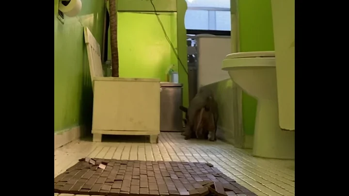 Video 1237371: sphynx cats mating, cat mating first