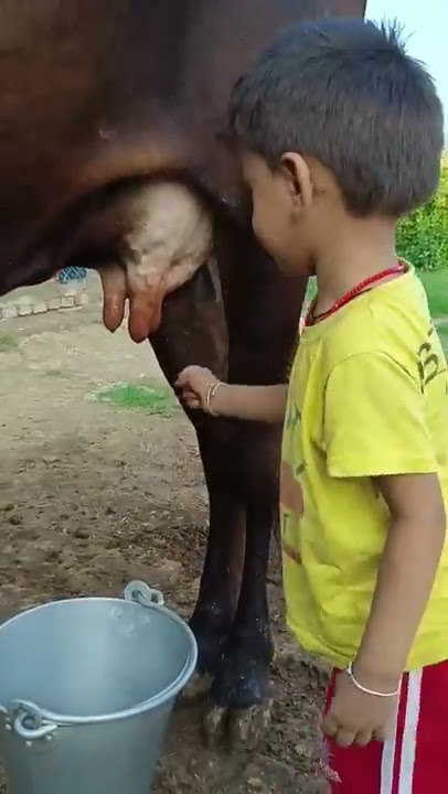 choti choti gaiya funny videos