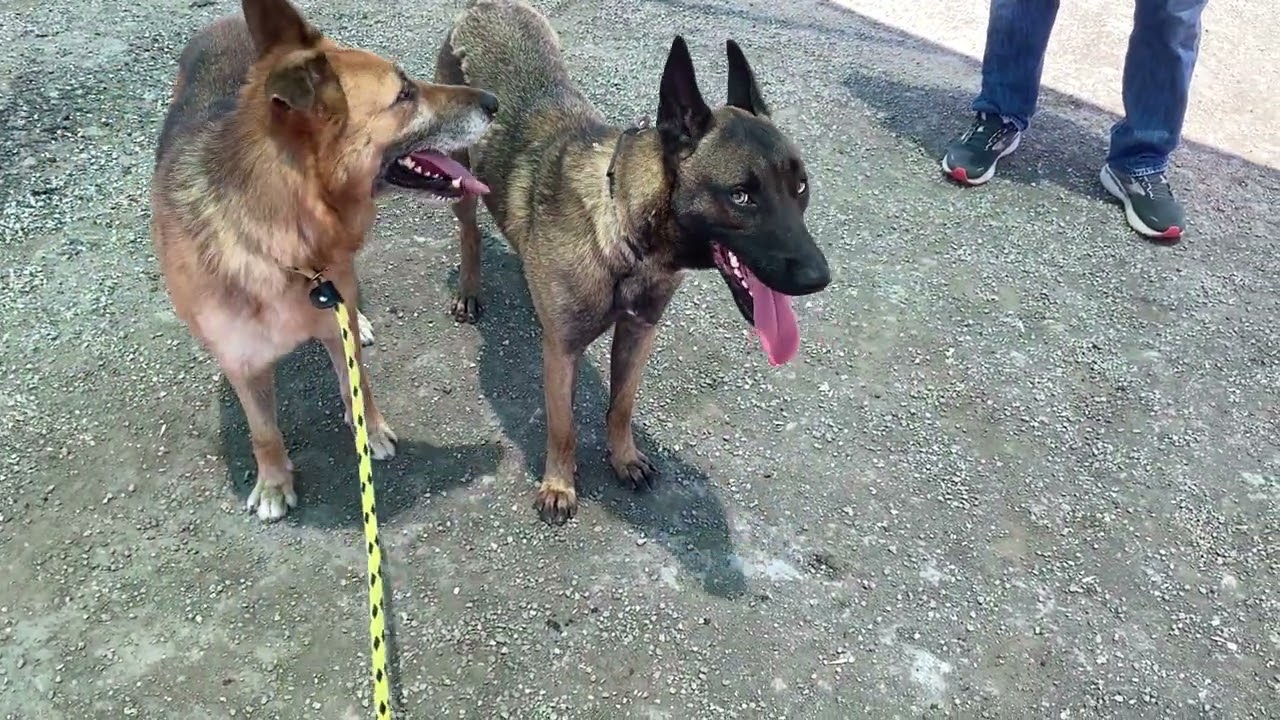 Princessa (A601316) 10 Y.O. Female German Shepherd & Cobalt (A677927) 1 Y.O. Male Belgian Malinois