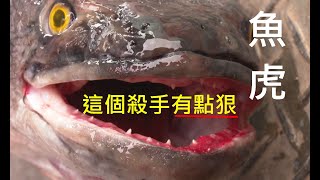 【短片】島在現場_#魚虎｜聞之色變的生態殺手 