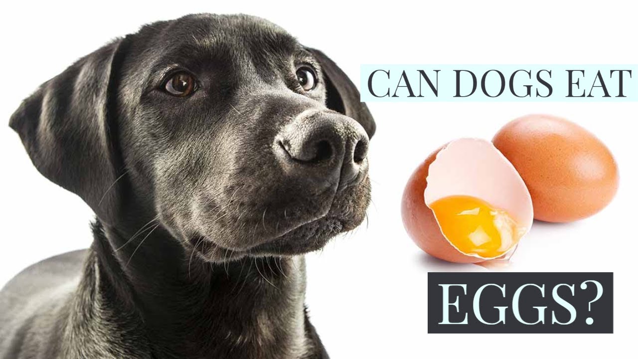  Tips And Complete Guide Can Dog Eat Eggs Raw Egg For Dogs Can Dogs 