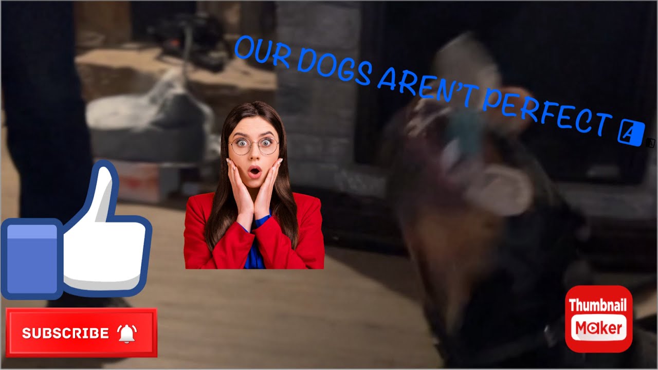 THIS IS REAL LIFE WITH OUR ROTTWEILERS🥴 