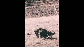 Орел против собаки #shorts  #топ файтинг