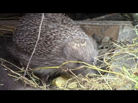 Мои ёжики в саду строят дом средь бела дня /Hedgehog