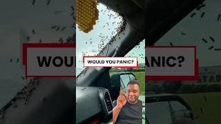 Bees Escape Inside Her Car… Then It Gets OUT OF CONTROL 😳🐝