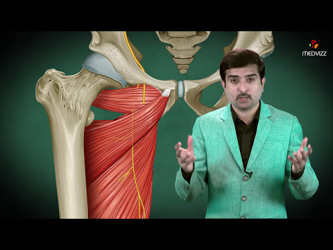 Obturator nerve Anatomy Animation : Origin, Course , Innervation and Clinical application