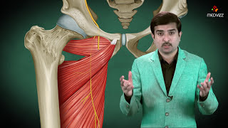 Animasi Anatomi Saraf Obturator: Asal, Jalur, Persarafan dan Aplikasi Klinis