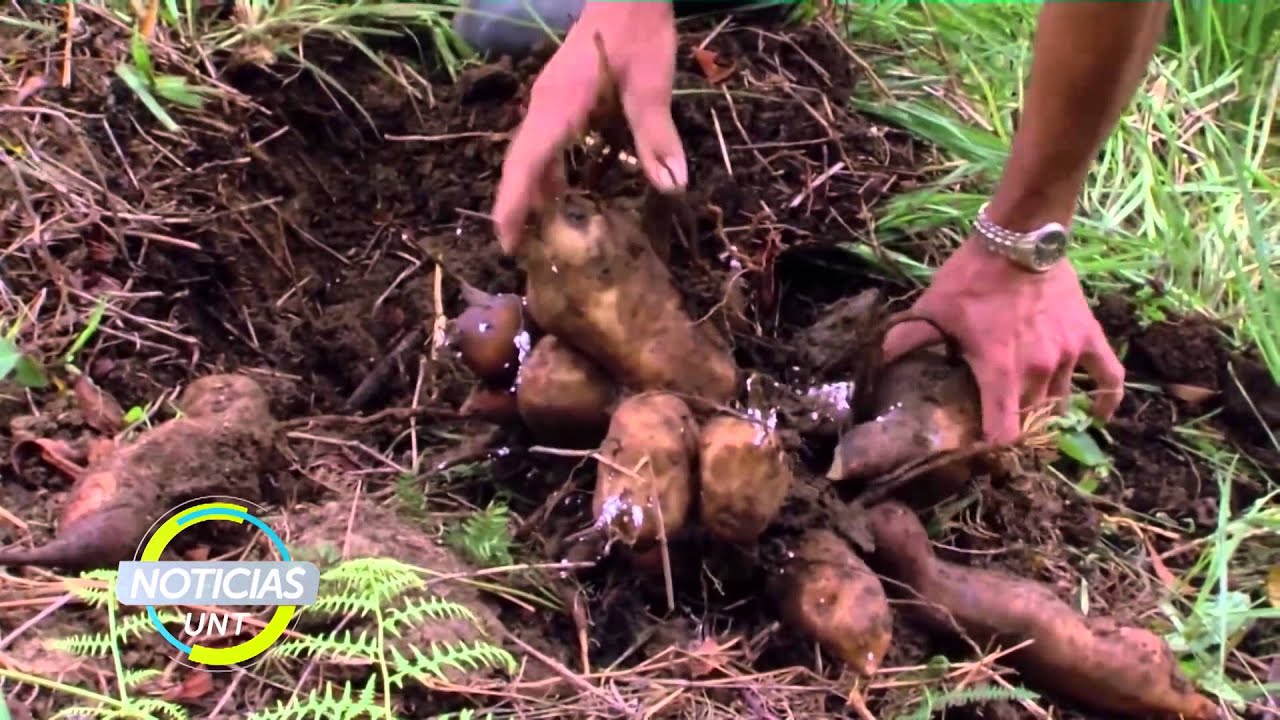 YACÓN PARA LA OBESIDAD (largo)