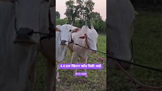 July 15, 2026 विक्री आहे बीड #bullfarm #farming #bull #baffalo #animals #dairyfarm #cow #ajit_chakre