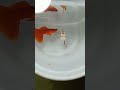 Albino full red Guppy fish/#fish /#shortvideo /#subscribe /#shorts /#Avm_fish_farm ❤️