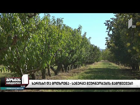 ქართველი ფერმერები უპირატესობას იმპორტირებულ ნერგებს ანიჭებენ