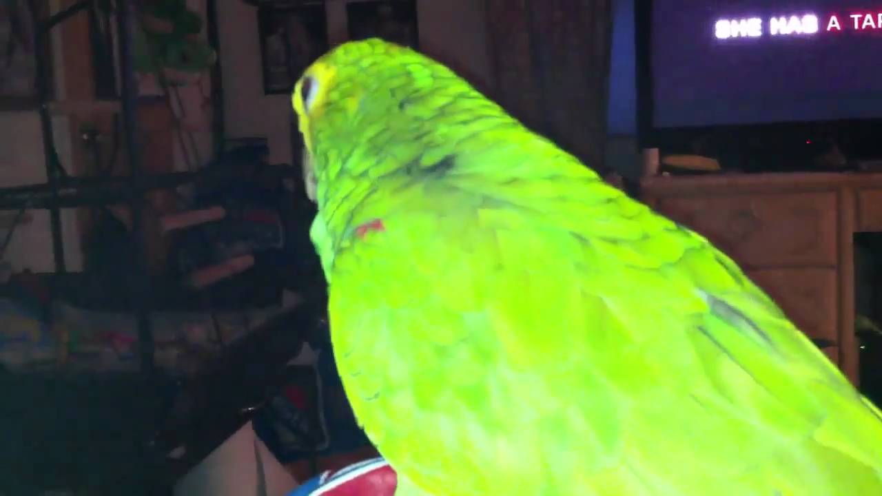 games people play Ranger and I watching the NY Rangers