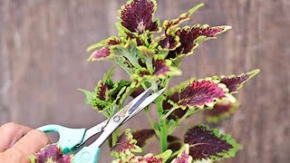 видео: ФОРМИРОВАНИЕ КОЛЕУСА. ОБРЕЗКА И ПРИЩИПКА КОЛЕУСА картинка: ФОРМИРОВАНИЕ КОЛЕУСА. ОБРЕЗКА И ПРИЩИПКА КОЛЕУСА