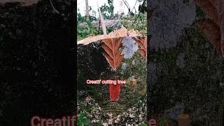 creatif cutting tree 🪵🌴 #grafting