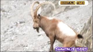 Himalayan Ibex Compilation 😱 #ibex #hunting #himalayas #gilgitbaltistan #russian #markhoor #youtube