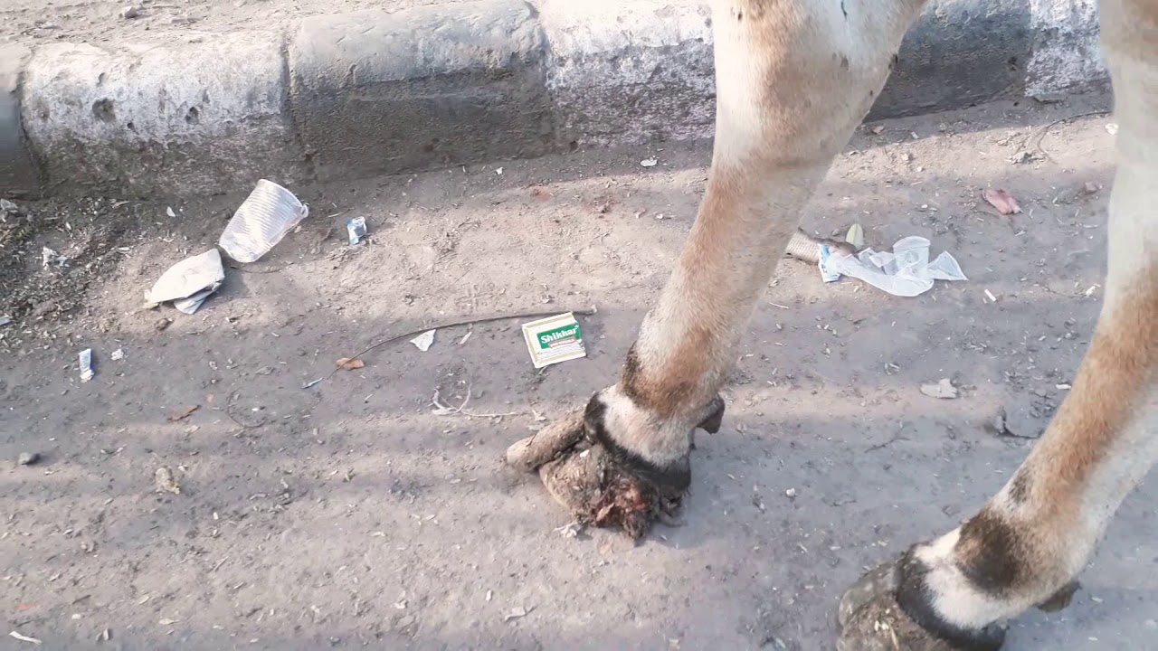 Wounded Cow Save most innocent the wounded cow - YouTube