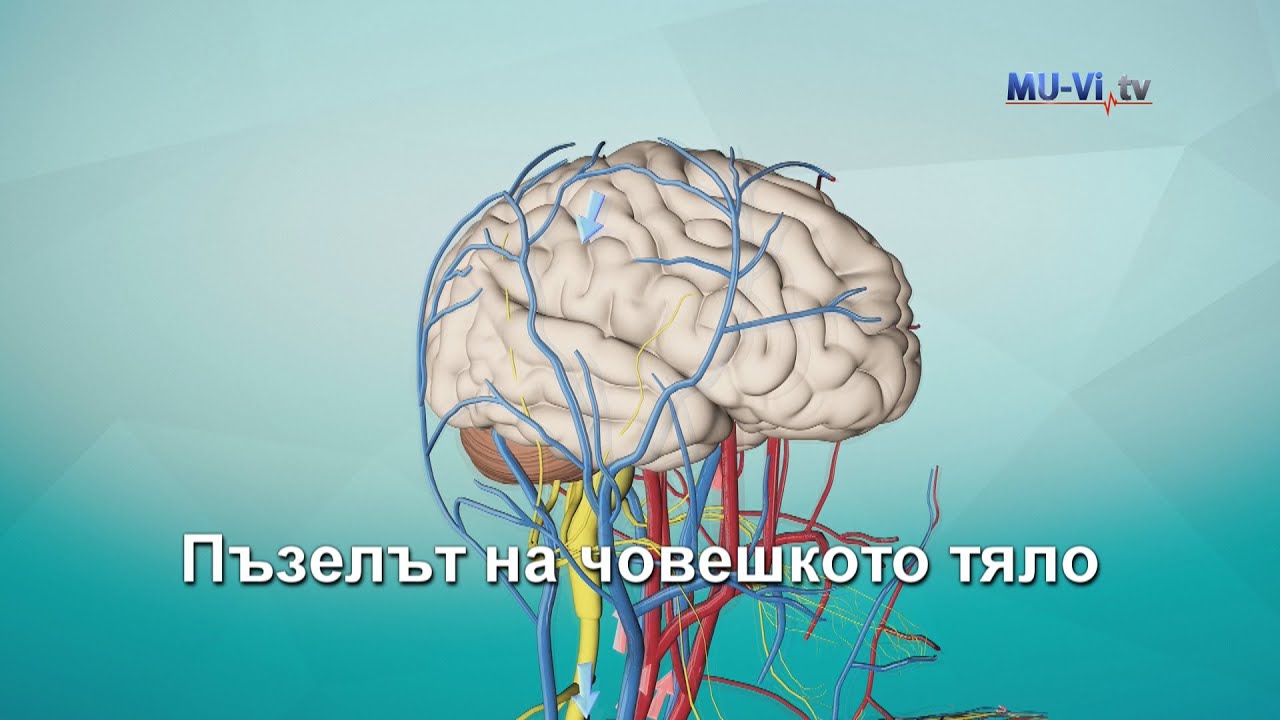 Пъзелът на човешкото тяло