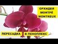 ОРХИДЕЯ МОНТРЁ - ПЕРЕСАДКА в ПЕНОПЛЕКС с ОБРАБОТКОЙ ФУНДАЗОЛОМ ТЁМНЫХ ПЯТЕН